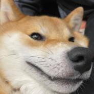 LiL Dogga's Stream profile image