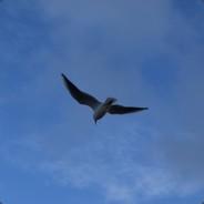 September_90's Stream profile image
