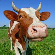 Bòò's Stream profile image