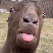 Wuske's Stream profile image