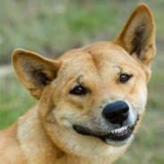 RingoDingo's Stream profile image