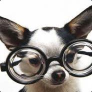 Puppo's Stream profile image