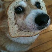 Corgi's Stream profile image