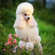 Labrador ♯'s Stream profile image