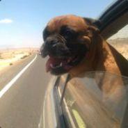 Hush_h's Stream profile image
