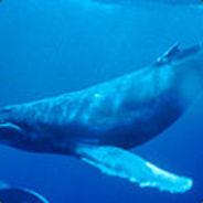 Jerry The Oversized Whale's Stream profile image