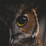 Scorch Scorpios's Stream profile image