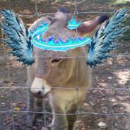 Nathi's Stream profile image