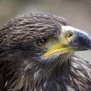 aqwa_16's Stream profile image