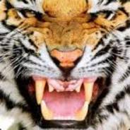 Damipanino's Stream profile image
