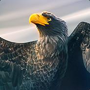 hkn4088's Stream profile image