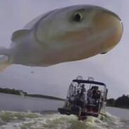 FlyingWhale's Stream profile image