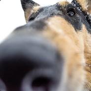 SpicyIsNicey's - Steam avatar