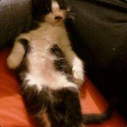PsychoCricket's Stream profile image