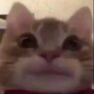 ayıboğan's Stream profile image