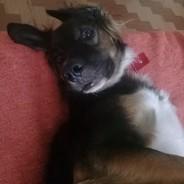 gragliaf's Stream profile image