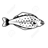 The Halibut's Stream profile image