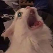 Miausky's Stream profile image