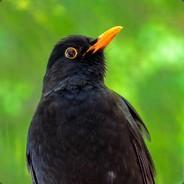 Amsel's - Steam avatar