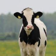 [MOO] eldoomba's - Steam avatar