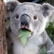 Mr.Koala's Stream profile image