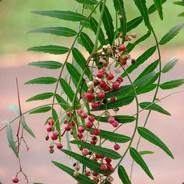 Jorge.Anacahuita's Stream profile image