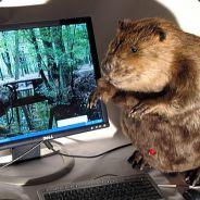AsiaHorse's - Steam avatar