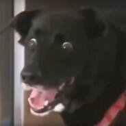 Maggus's Stream profile image