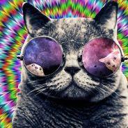 Schrödinger's cat on acid+'s Stream profile image