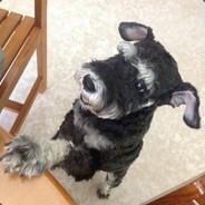 TheTectonicKnight's - Steam avatar