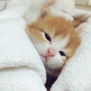 боевой бурундук's Stream profile image