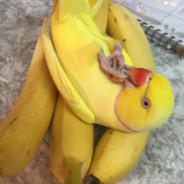 BananaBirb's Stream profile image