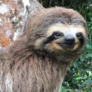 Majorsloth's Stream profile image