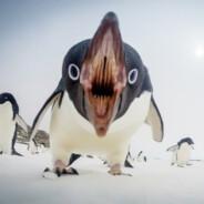 ruchatus's Stream profile image