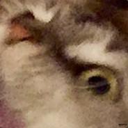SkilletKid's Stream profile image