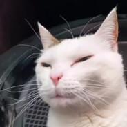 LordPingostini's Stream profile image