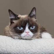 Grumpy Cat's Stream profile image