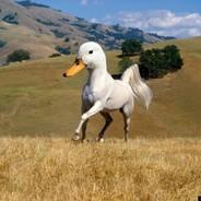 Duckster's Stream profile image