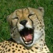 GepardenK's Stream profile image