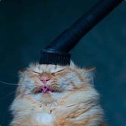 Conesnbongs's Stream profile image