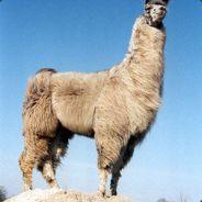 llamalord's - Steam avatar