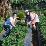 Sư Tử Ăn Chanh's - Steam avatar