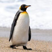 Warnedpenguin's Stream profile image