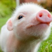 Hawttriceratops's Stream profile image
