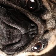 [DOGs] General Skillipp's Stream profile image