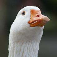Axell's Stream profile image