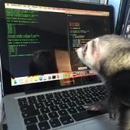 Steel Ferret's Stream profile image