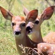 PoroTexugo's Stream profile image