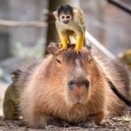 CapybaraRider's Stream profile image