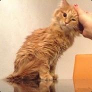 myta6or's Stream profile image